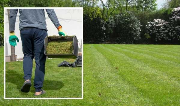 Lawn: ‘Take action now’ to keep grass in ‘tip top condition’ all summer – follow care plan