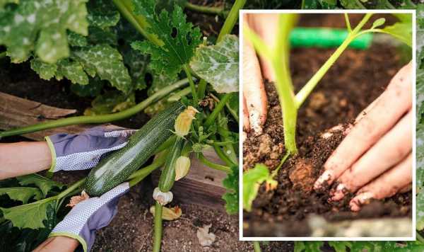 ‘Safer to plant out later’ The exact date to plant courgettes outside