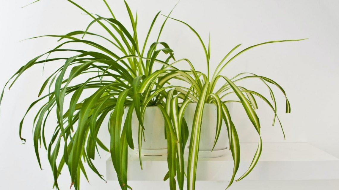 “Why does my spider plant keep growing babies?”