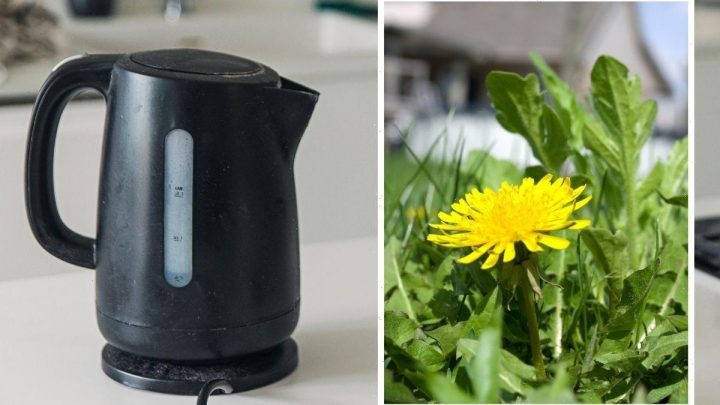 ‘Best move’ to get rid of pesky garden weeds fast – ‘kills weeds and their seeds’