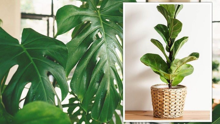 ‘Brilliant places’ to position ‘statement’ houseplants and ‘transform’ your home