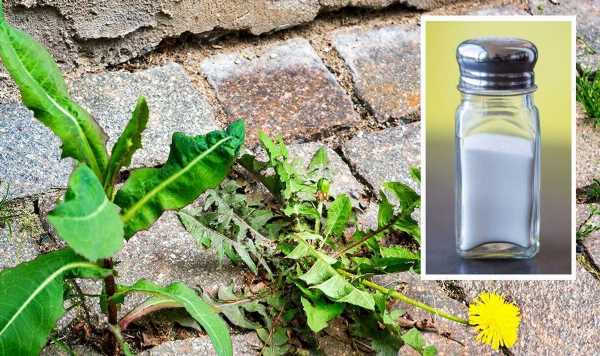 ‘Don’t use salt’ Paving expert shares best way to kill ‘persistent’ weeds from patio slabs
