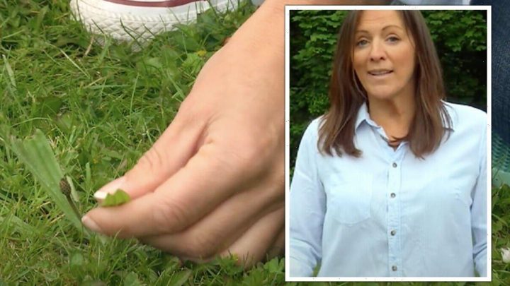 ‘Keeps most weeds at bay’: How to control weeds on your garden lawn