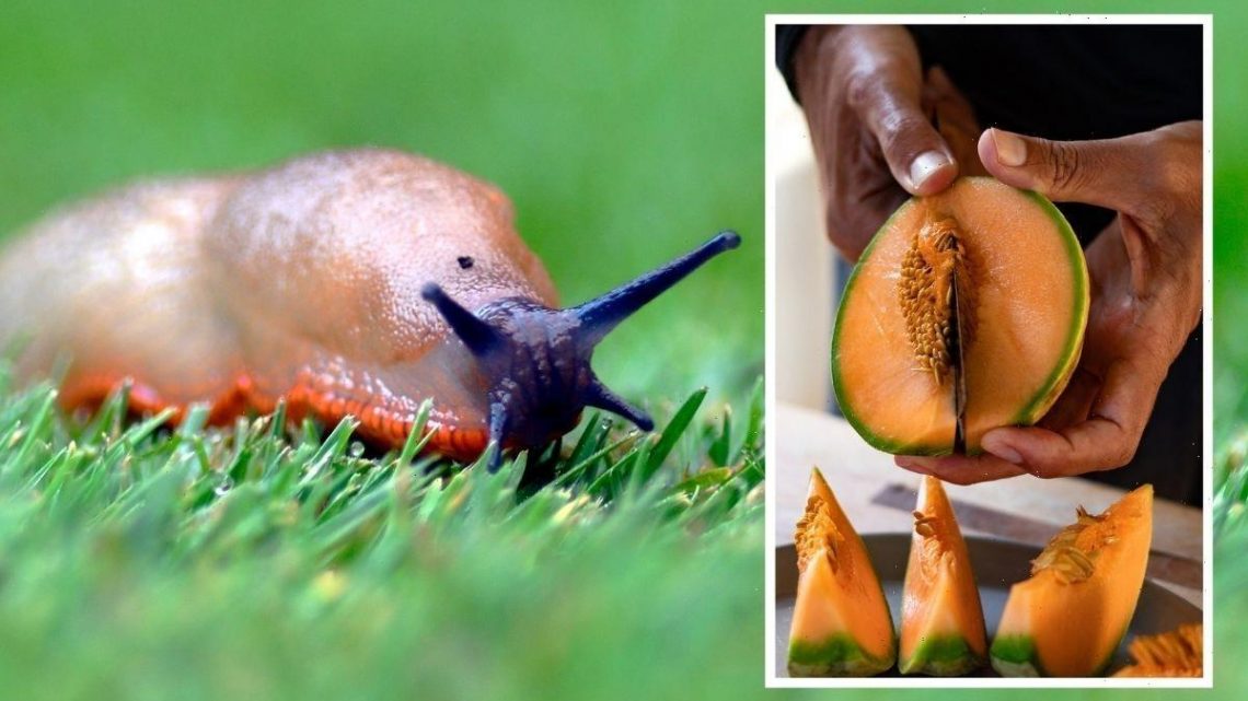 ‘Natural deterrent’: Protect your garden from slugs using fruit – acts as a ‘trap’