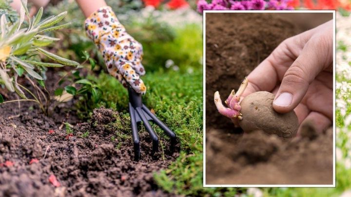 ‘Optimise’ your garden space using 5p vegetable hack – can be done in ‘any size’ garden