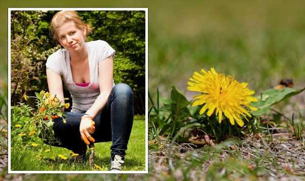 Get rid of ‘persistent’ and ‘deep rooted’ lawn weeds without weed killer – 4 easy remedies