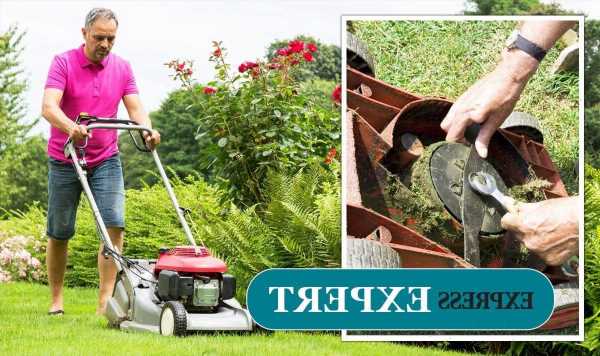 How to choose the best lawn mower for your grass ‘you might be doing it all wrong’