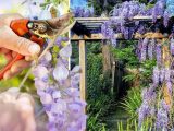 How to prune wisteria – everything you need to do next week to ‘improve’ flowers
