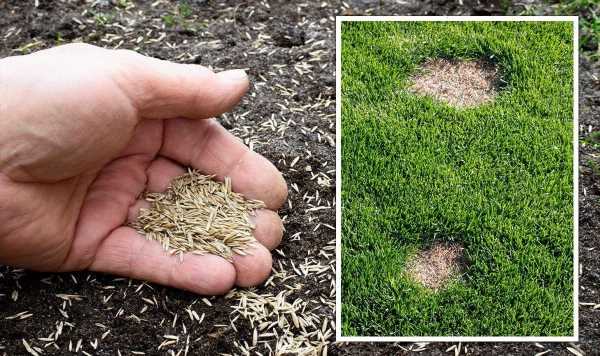 Lawn care tips: How to bring ‘problem’ patches on lawns ‘back to life’ – ‘do it ASAP’