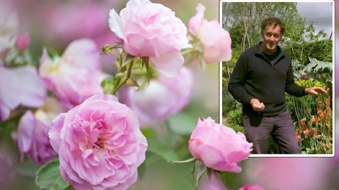 Monty Don shares ‘by far best approach’ when deadheading roses to prolong flowering