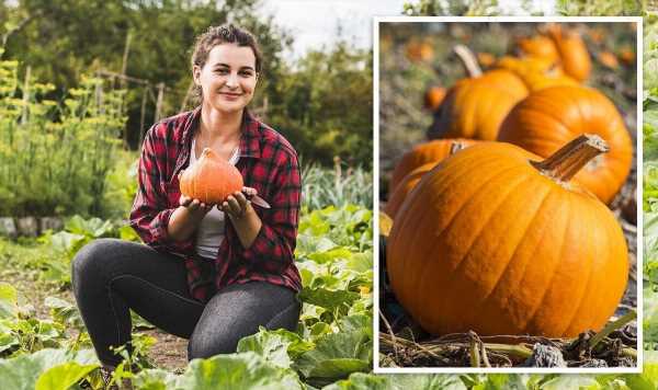 When to plant pumpkins: June is ‘your last time’ to sow pumpkin seeds in time for October