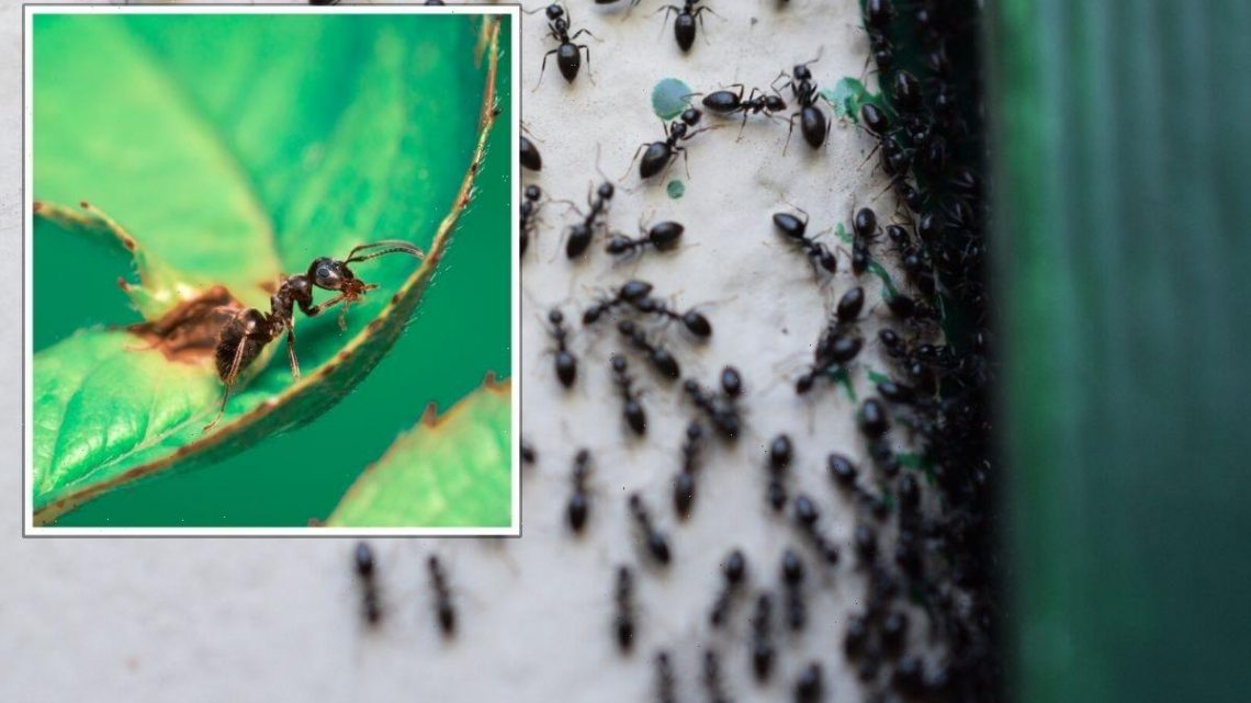 ‘Fatal to them’: Stop ants damaging plants using 70p method – ‘will notice a reduction’