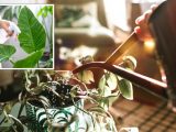 ‘Ideal time’ of day to water your houseplants – ‘determines whether your plants thrive’