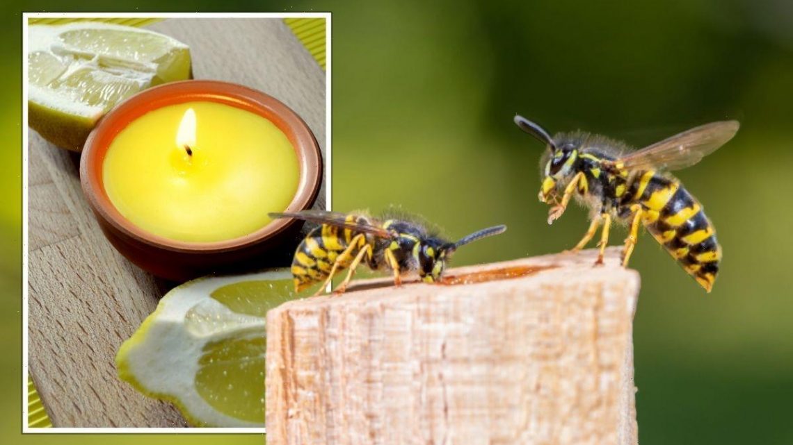 ‘Potent smell’ you can use to naturally keep wasps at bay in the garden this summer
