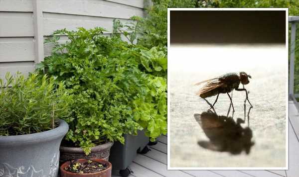Best plants for repelling flies, mosquitoes and other insects – from basil to petunias