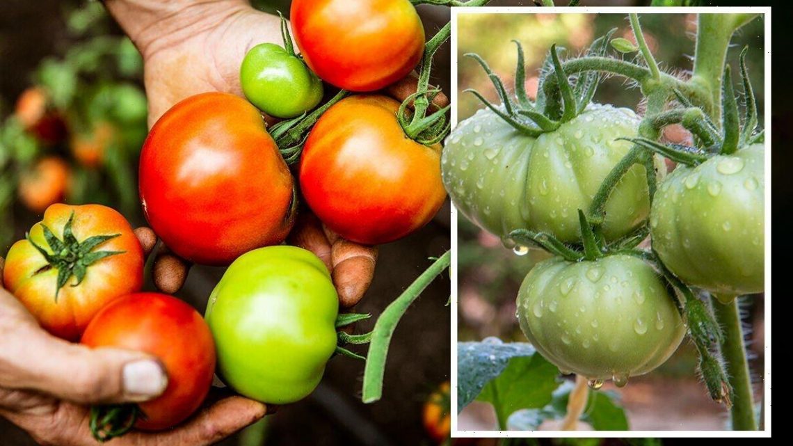 ‘Colour is not a good indicator’ The exact time to harvest tomatoes in August