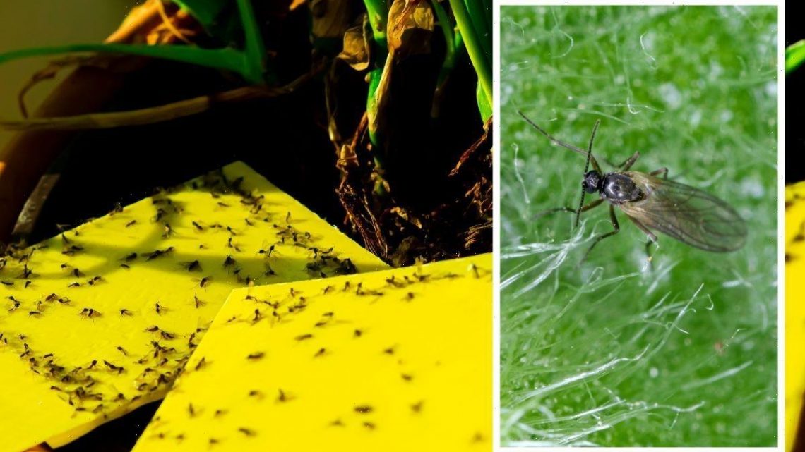 Fungus gnats ‘biggest threat’ to houseplants this summer – ‘critical’ way to prevent flies
