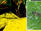 Fungus gnats ‘biggest threat’ to houseplants this summer – ‘critical’ way to prevent flies