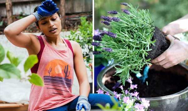 Heatwave warning: ‘Avoid gardening’ now but plant these 3 things later to help your garden