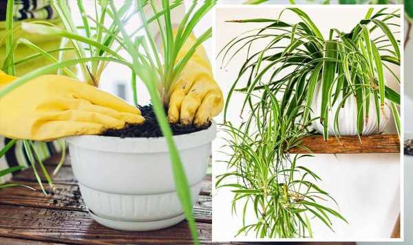 How to plant a spider plant – best methods to plant from seed, plug plants, and cuttings
