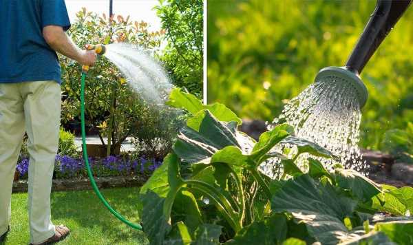 How to water plants: The simple garden mistake you might be making