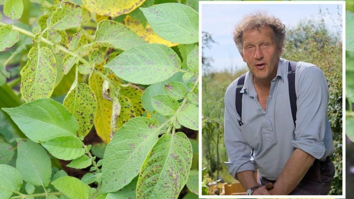 Monty Don shares the job to do ‘immediately’ if you spot blight – ‘it can be saved’
