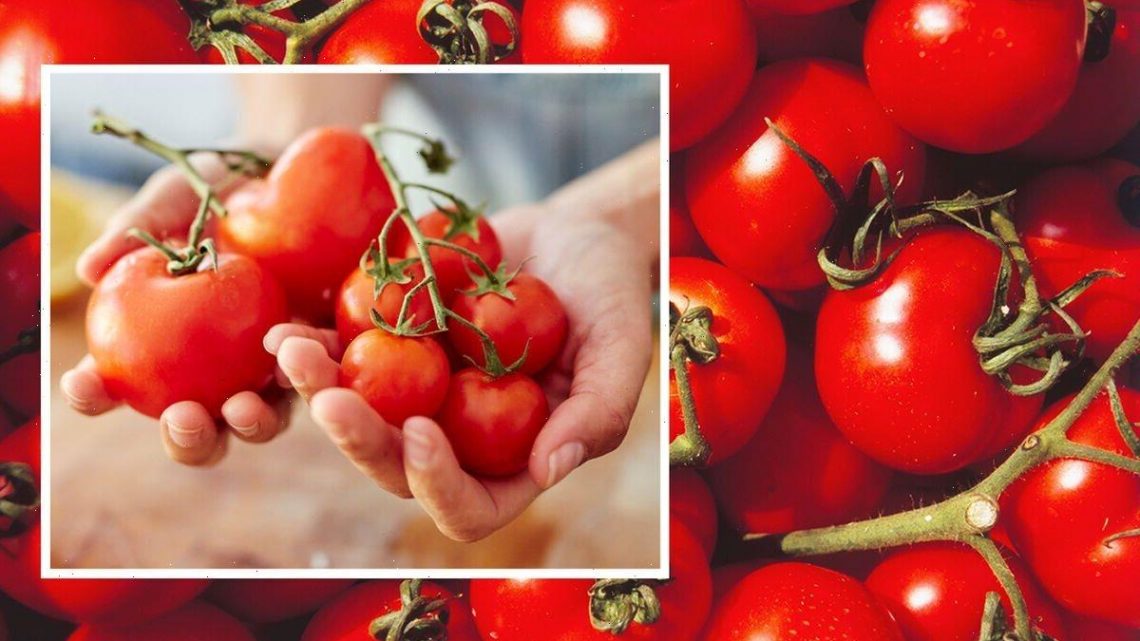 Won’t ‘over-ripen or spoil!’ Keep tomatoes perfectly ripe with easy food storage hack