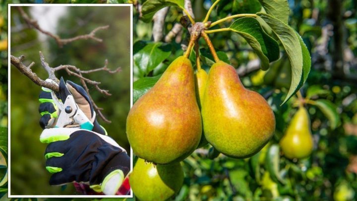 ‘Essential’ tip for a ‘booster harvest’ from pear trees – ‘no tree will thrive without’ it