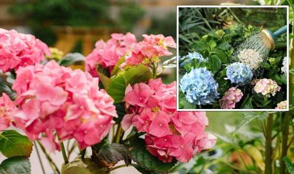 ‘Essential’ tip to keep hydrangeas ‘thriving’ in heatwaves – ‘brings them back to life’