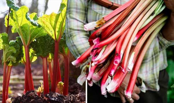 ‘Time to stop’ Trick to guarantee a ‘quality’ rhubarb crop each year – expert advice