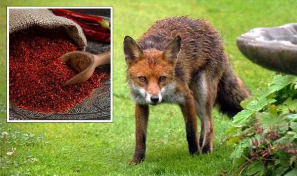 ‘Will be offended by the smell’: ‘Easiest way’ to deter foxes in gardens using 70p spice