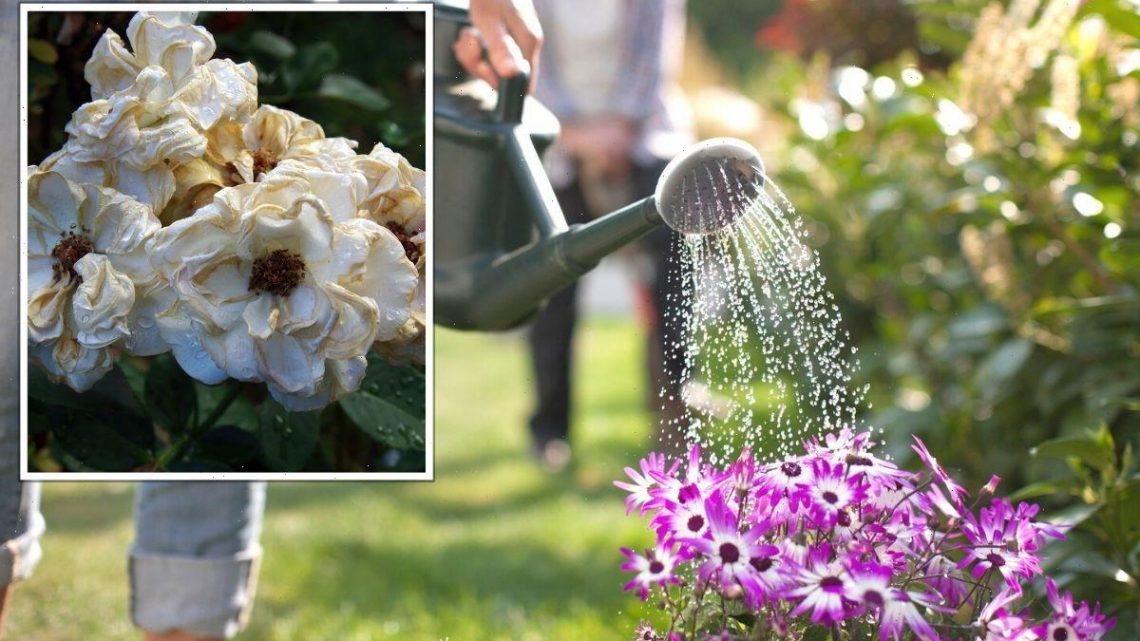 ‘Worst mistake’ gardeners can make during a heatwave – can result in ‘death of a plant’