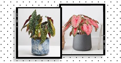 9 unusual and rare houseplants to add a splash of excitement to any room