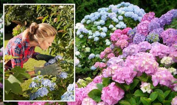 How to keep your hydrangeas blooming for ‘longer’ – ‘produces excellent results!’