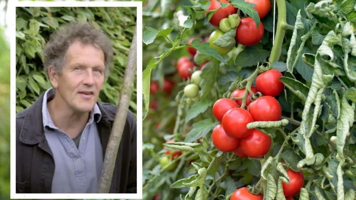 Monty Don shares quick job to ‘do now’ to ‘extend’ tomato harvesting period