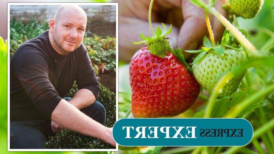‘Plant strawberries now’: Hacks for growing fruit – crucial manure tip ‘pays dividends’