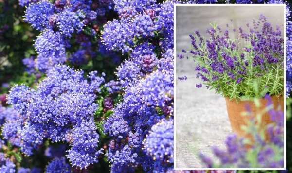 Plants which need a ‘tiny amount of water’ to grow in your garden – including lavender