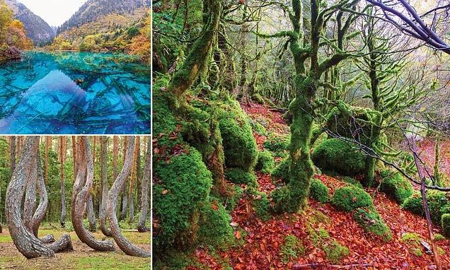 The world&apos;s most magical forests revealed in stunning new book