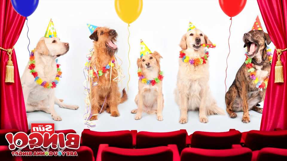 These four films star great dogs that we promise live happily ever after | The Sun