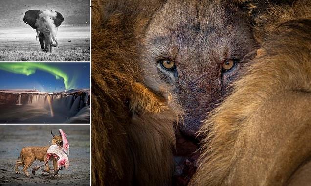 This prestigious nature photo contest has a winner that will shock you