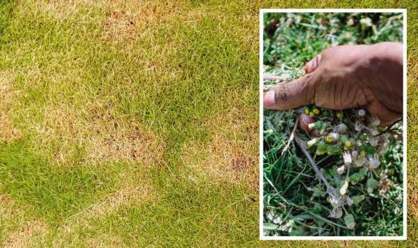 Three ‘simple steps’ to protect the lawn through a drought – ‘avoid’ issues in autumn