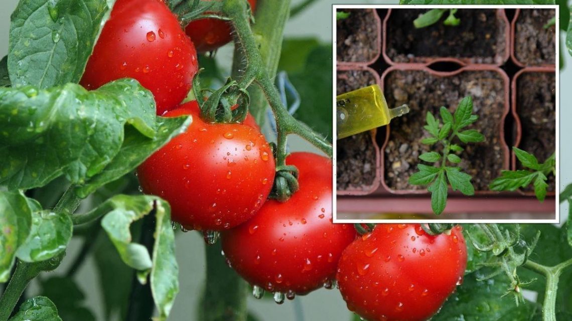 Tomato plants: ‘Secret’ to growing ‘bigger and tastier’ tomatoes aside from a ‘sunny spot’