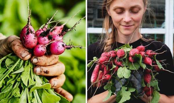 When to plant radish seeds: Exact time to sow radishes following ‘little and often’ rule