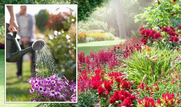 ‘Key thing’ to remember when watering plants during a heatwave before ‘it’s too late’