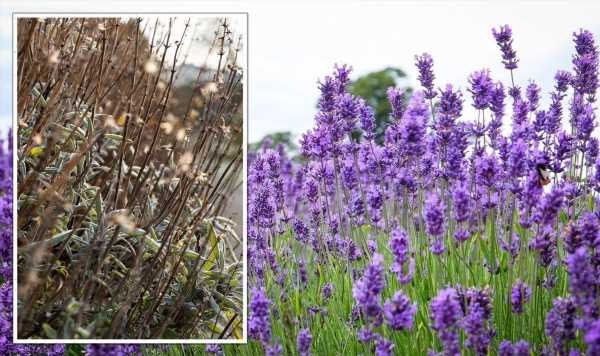 ‘Most likely reason’ your lavender plant has a ‘lack of flowers’ – ‘best course of action’