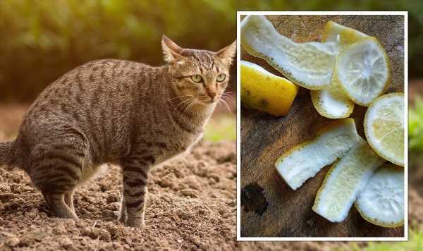 ‘They don’t like it’: Simple way to keep cats from your garden using 20p fruit