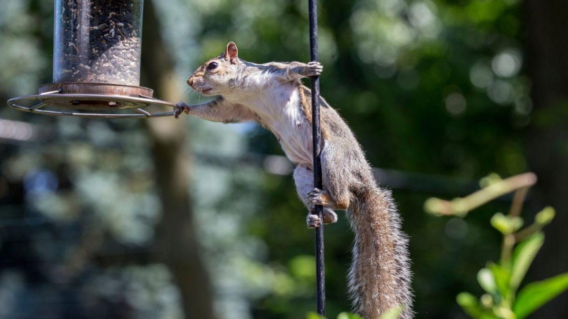 Four ‘effective’ and ‘homemade’ tricks to deter squirrels from gardens