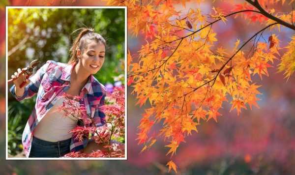 Four ‘important’ steps to prune Japanese maples for ‘better’ results’