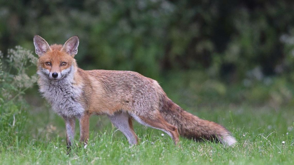 Keep cats and foxes away from the garden with easy ‘tea bag’ hack