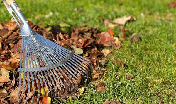 ‘Never bag dead leaves’ Eight methods to use dead leaves in the garden
